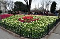 05 Istanbul citta' dei tulipani